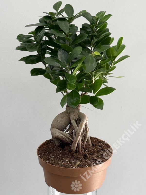 Ficus Bonsai 40 - 50 cm 